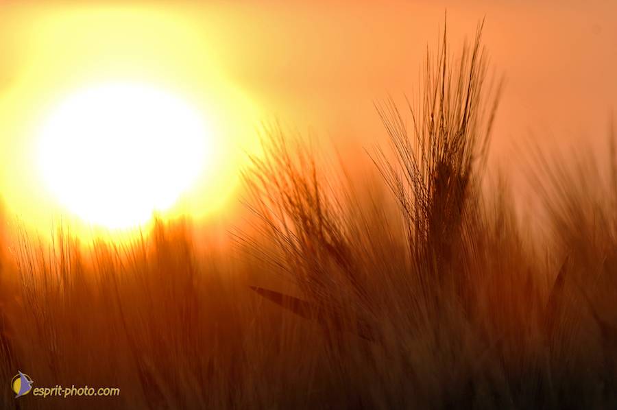 Nom de l'image : D2225162_1_(c)Norbert-JUNG — Description :